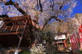 中山道宿場桜