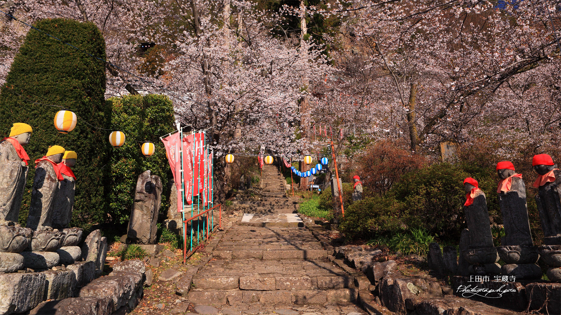 上田市 宝蔵寺の桜