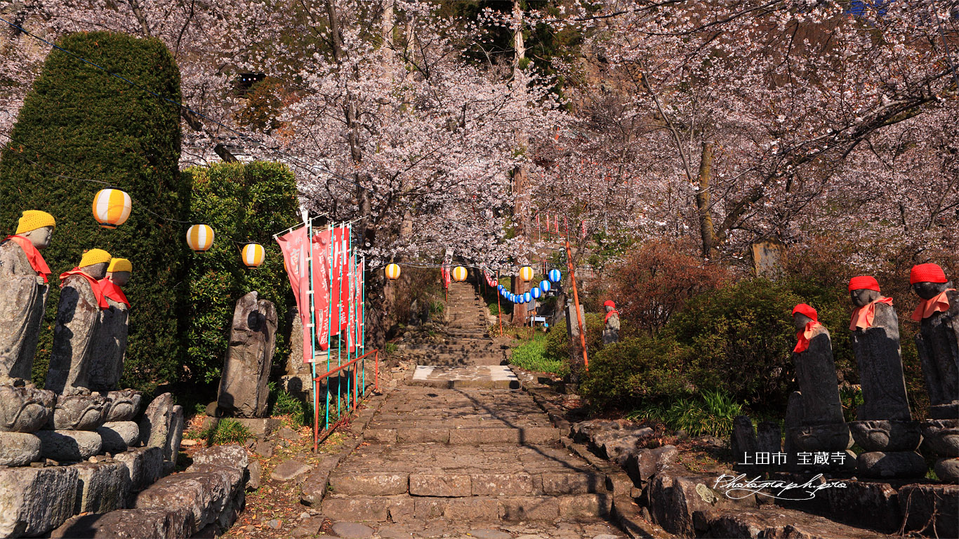 上田市 宝蔵寺の桜 壁紙