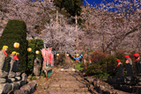 上田市 宝蔵寺の桜