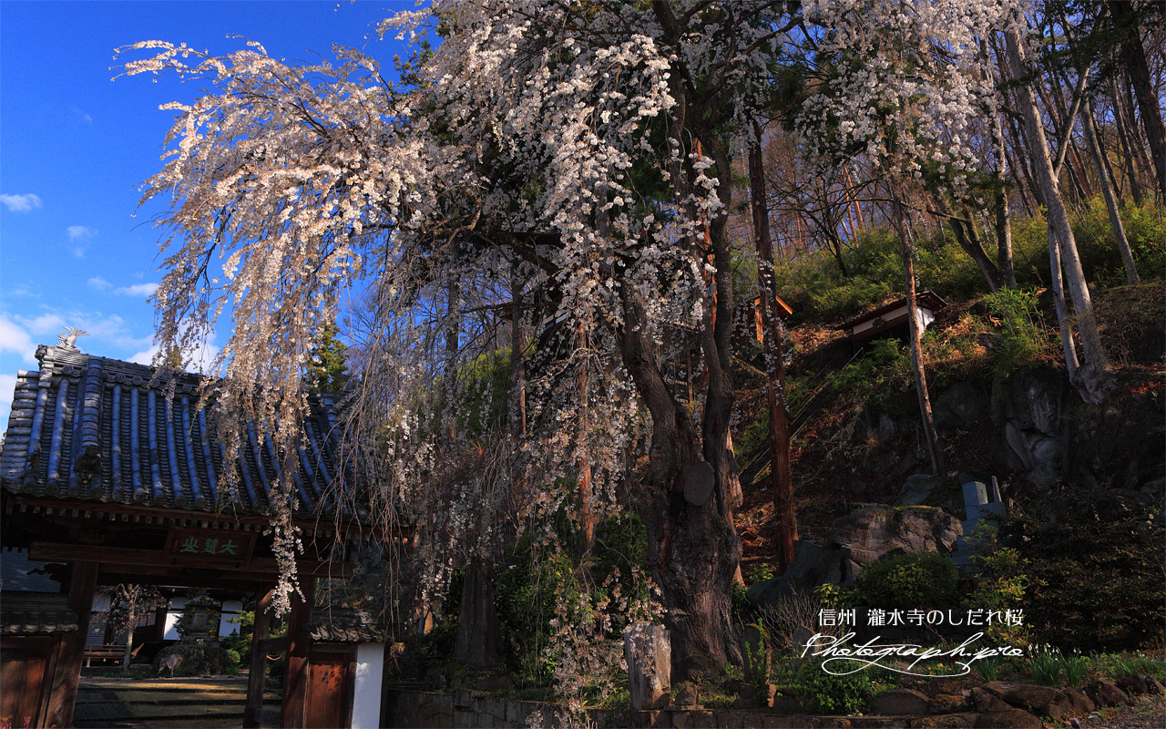 瀧水寺のイトザクラ 壁紙