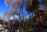 瀧水寺のしだれ桜
