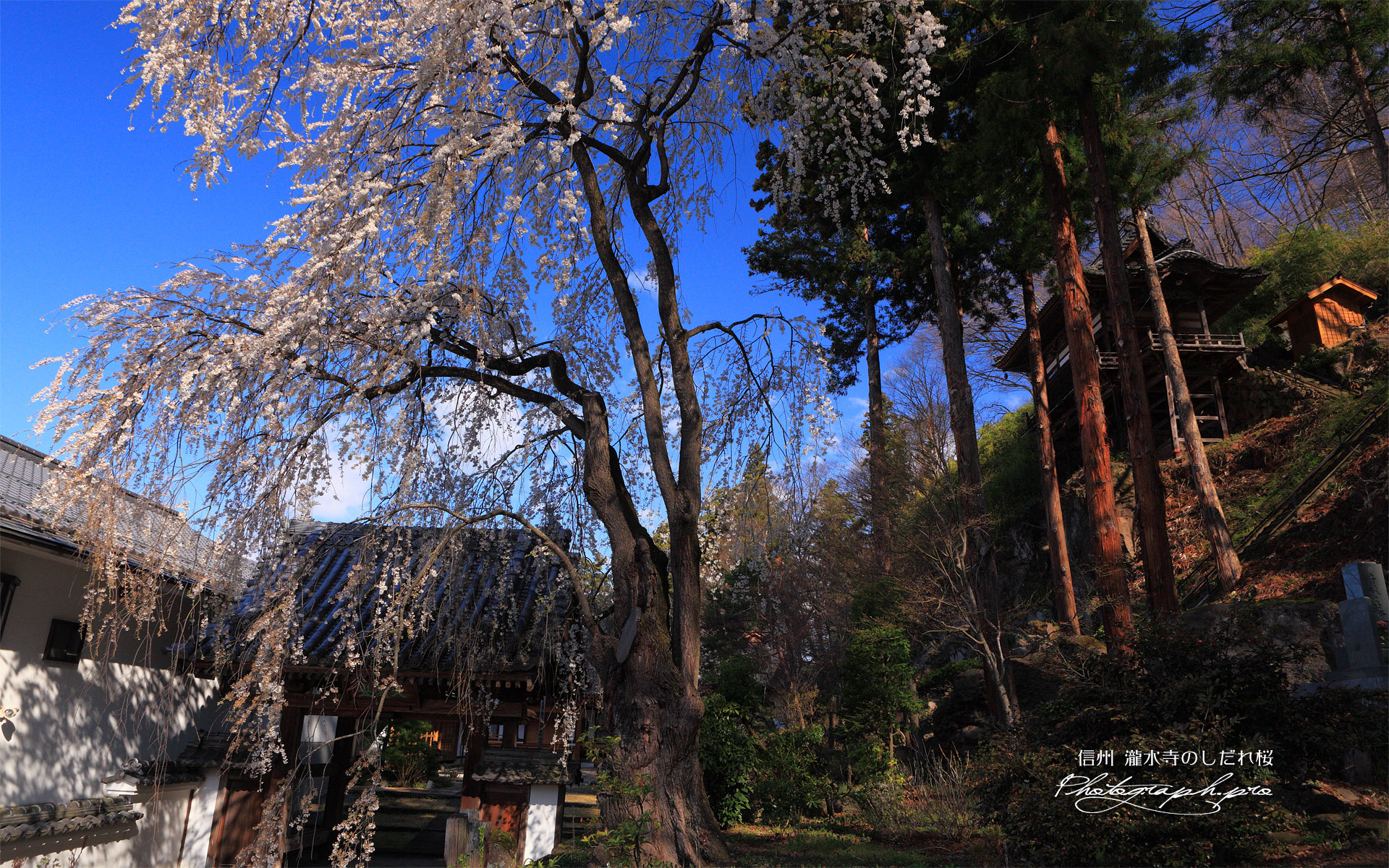 瀧水寺のしだれ桜