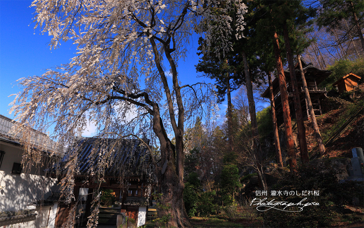瀧水寺のしだれ桜 壁紙