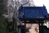 瀧水寺のシダレザクラ