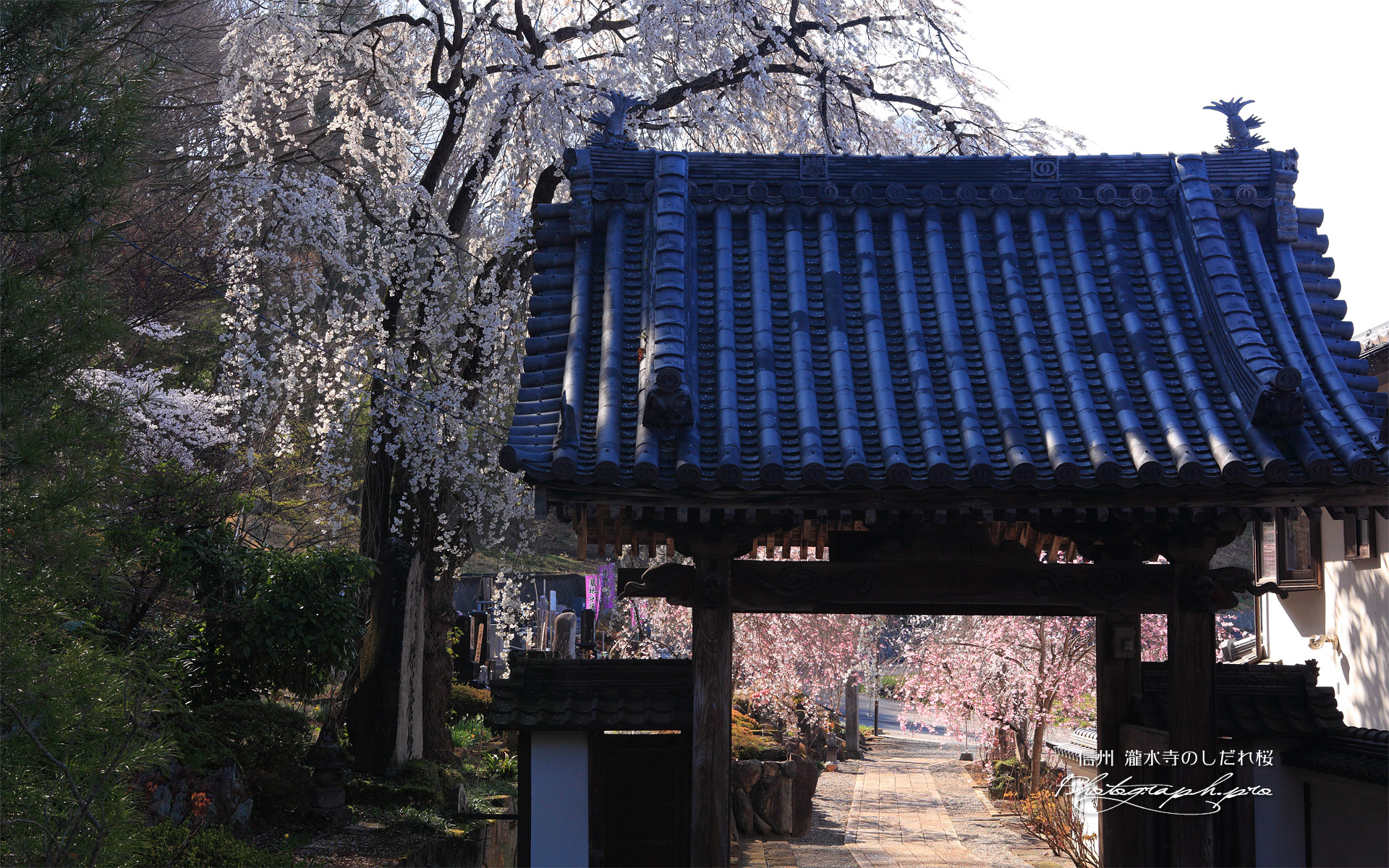 瀧水寺のシダレザクラ