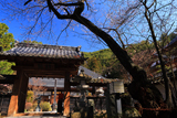 墓前の桜