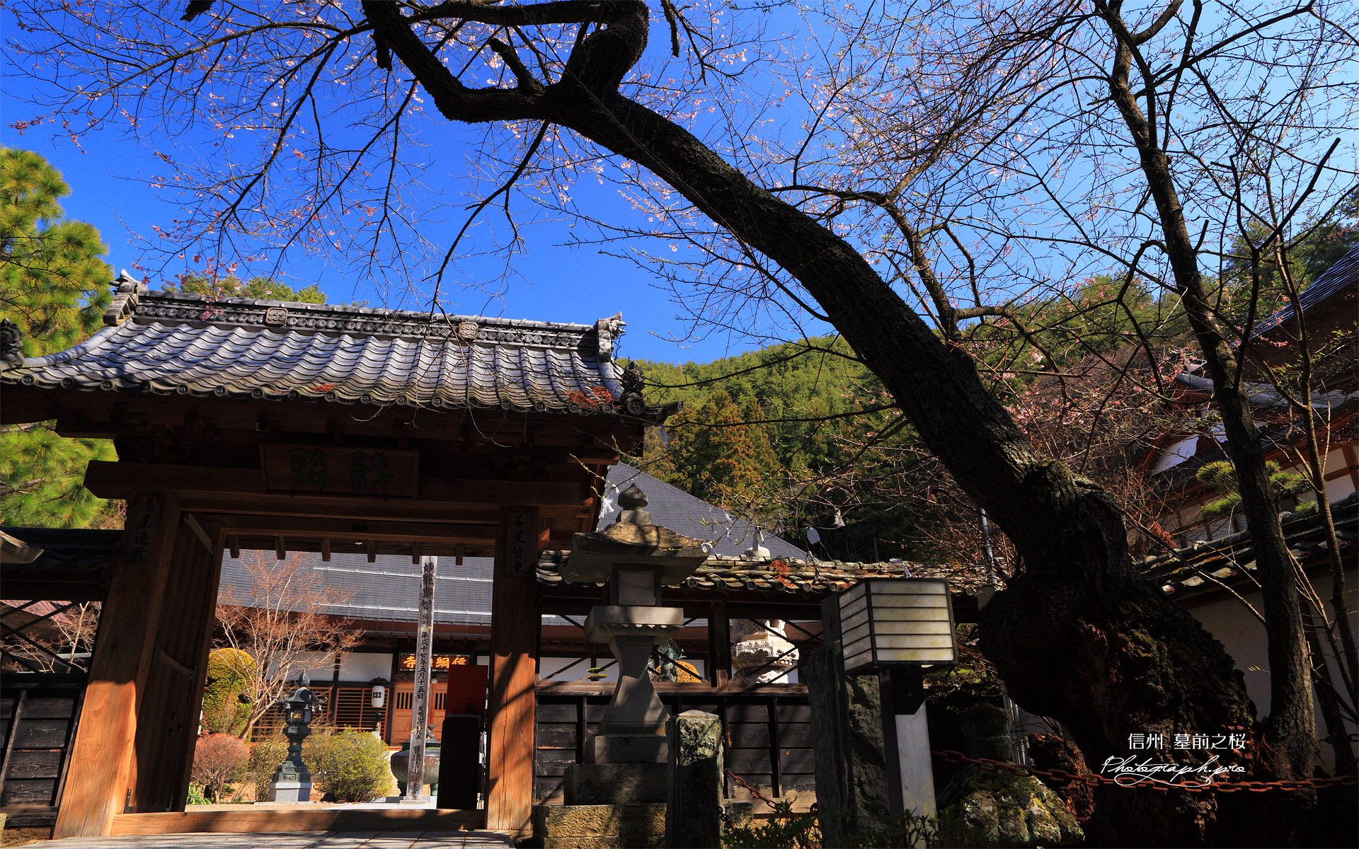 墓前の桜