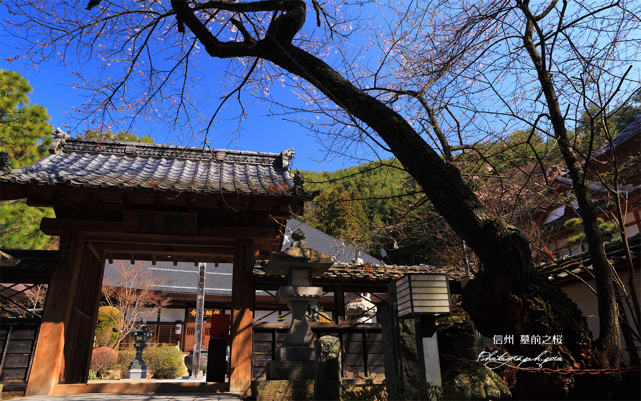 墓前の桜 壁紙