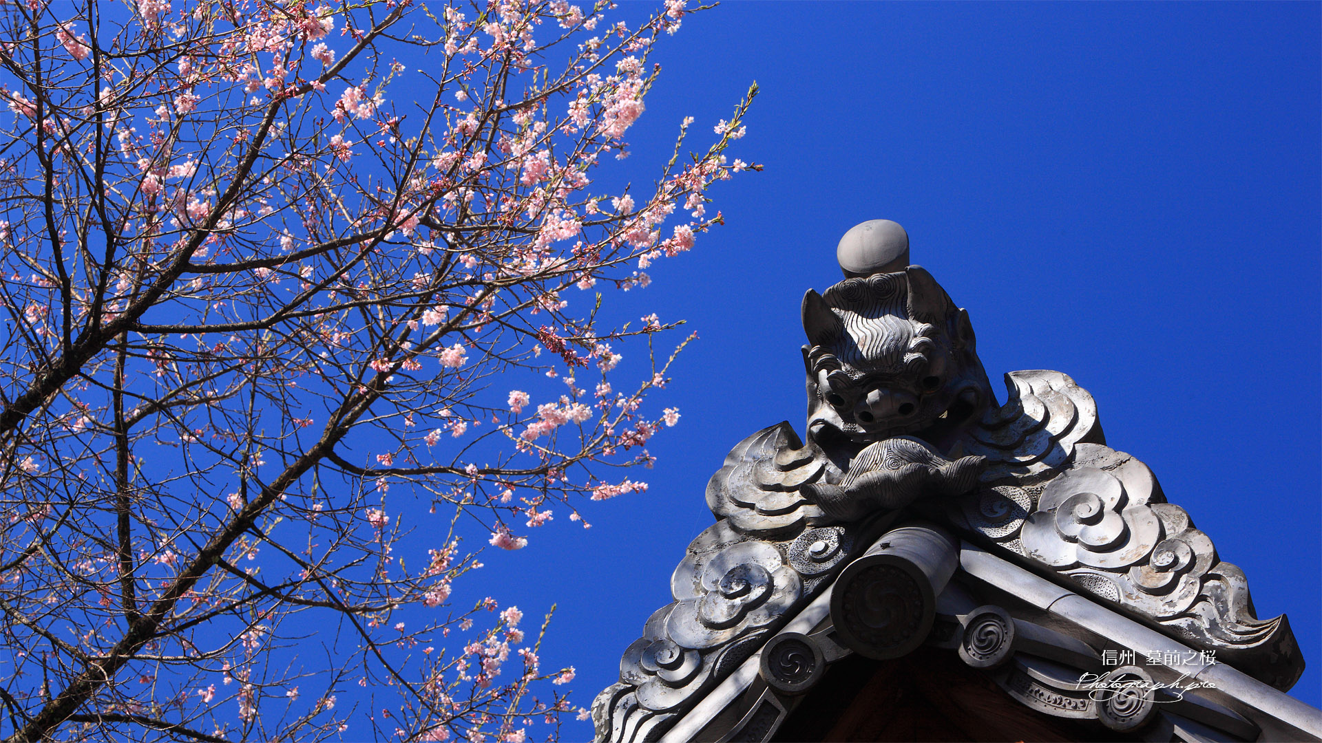 信綱寺の墓前之桜