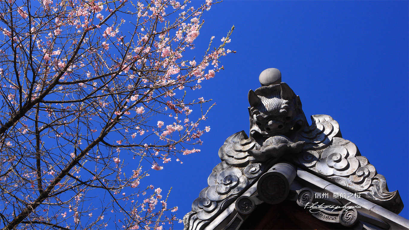信綱寺の墓前之桜 壁紙