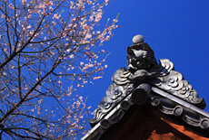 墓前の桜