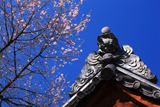 墓前の桜