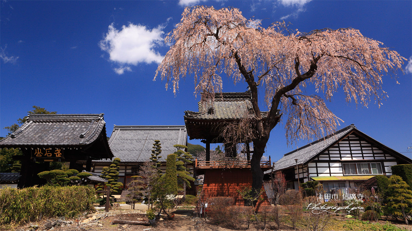 信広寺の桜 壁紙