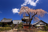 信広寺の桜