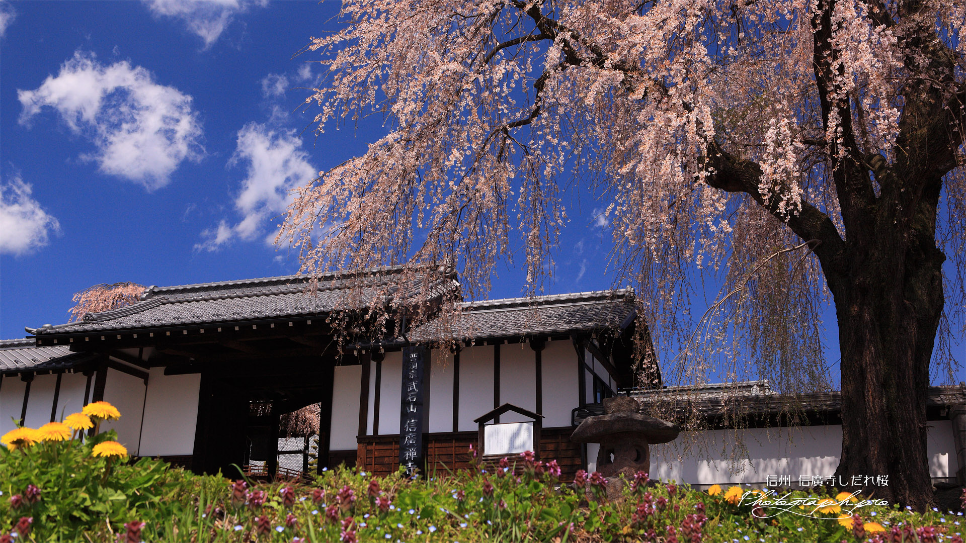 信広寺しだれ桜