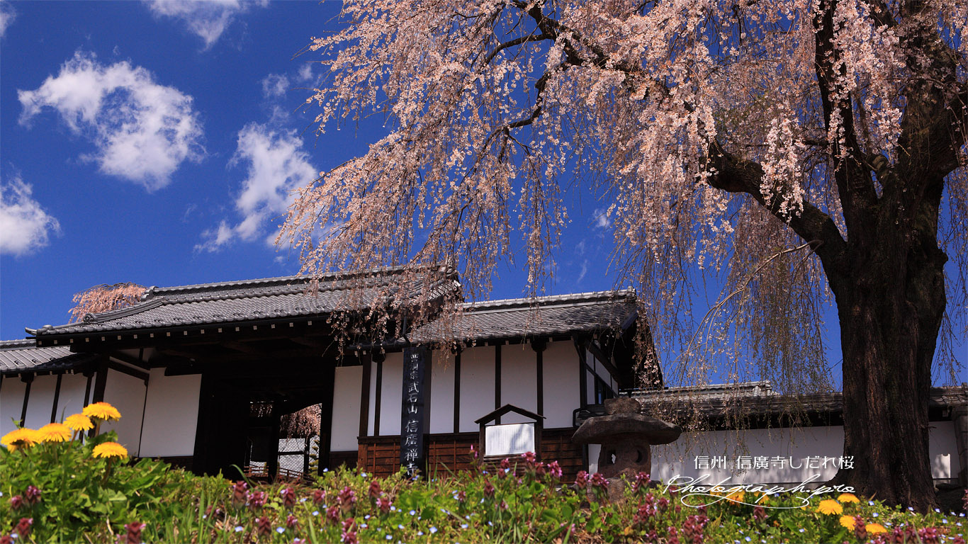 信広寺しだれ桜 壁紙