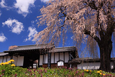 信州上小の桜