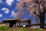 上小地域の桜