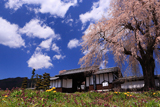 信広寺のしだれ桜