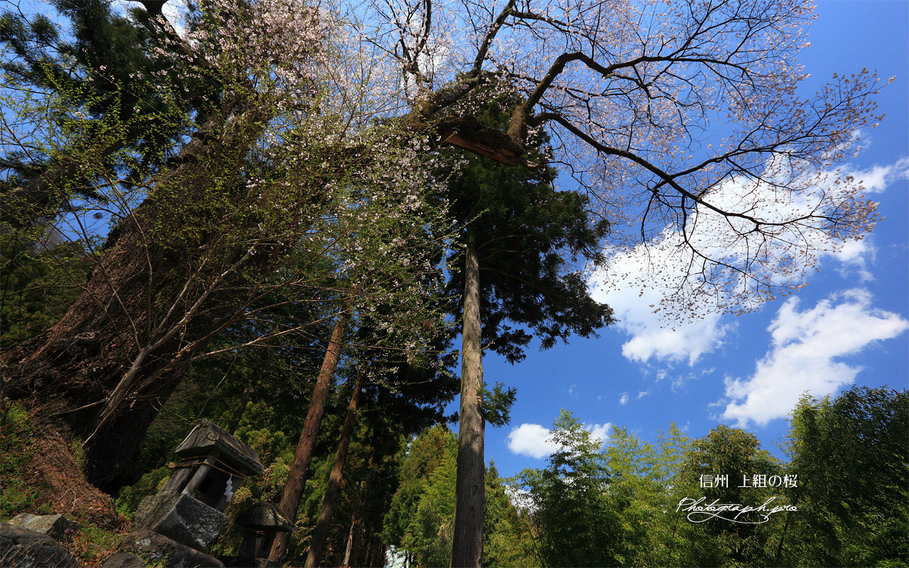 上組の桜 壁紙