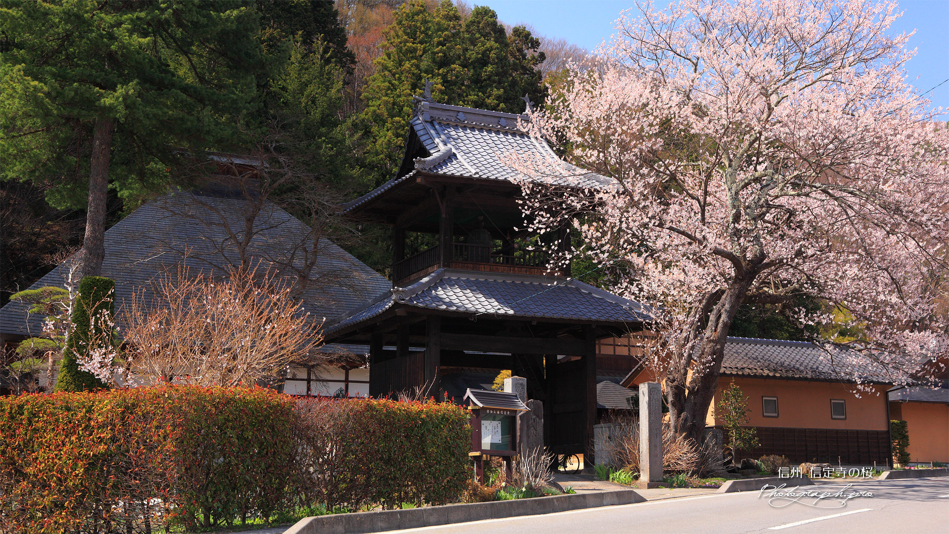 信定寺のサクラ