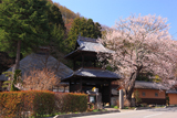 信定寺のサクラ