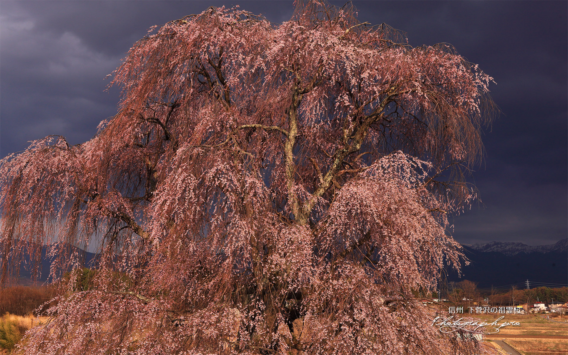 下菅沢の祖霊桜