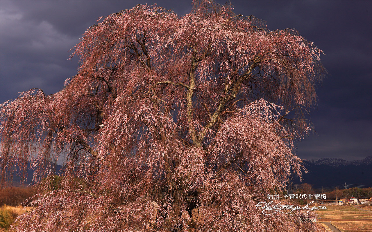 下菅沢の祖霊桜 壁紙