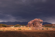 下菅沢の祖霊桜