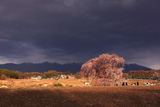 下菅沢の祖霊桜
