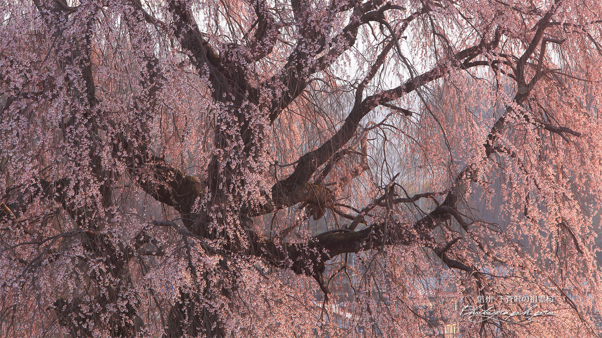 下菅沢の祖霊桜