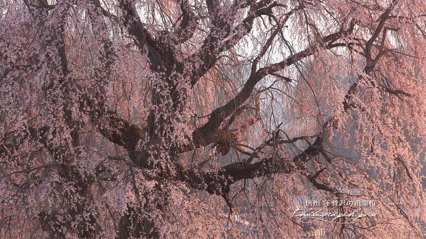 下菅沢の祖霊桜 壁紙