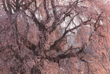 下菅沢の祖霊桜