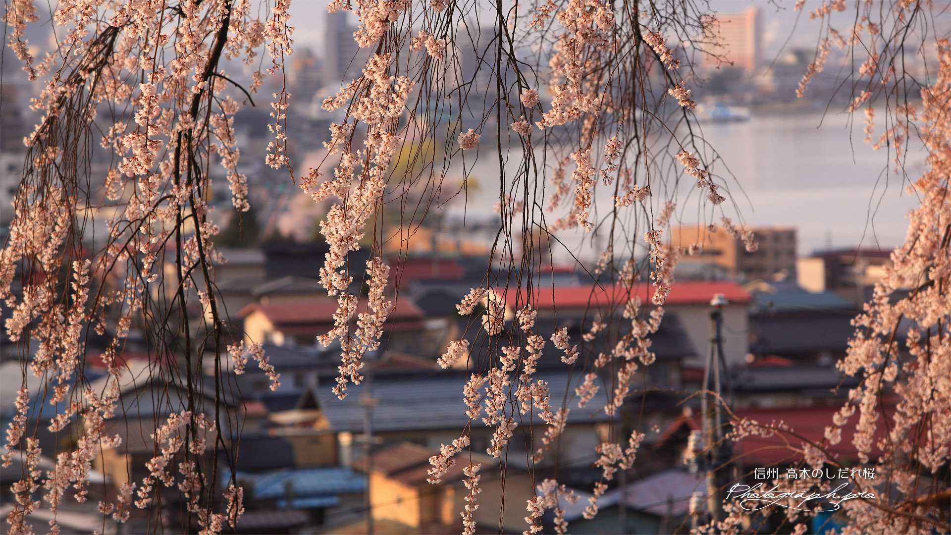 高木の枝垂れ桜