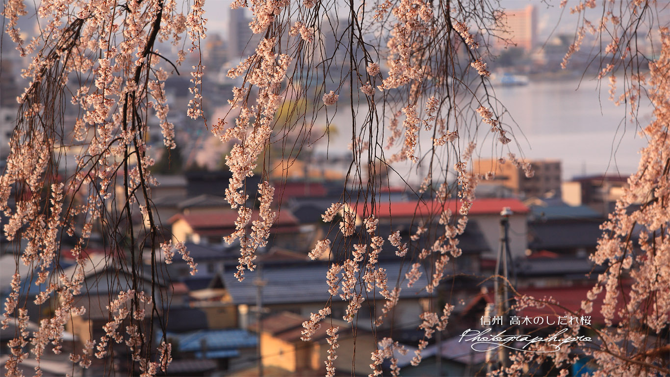 高木の枝垂れ桜 壁紙