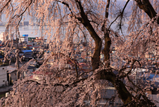 高木のしだれ桜