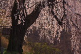 士族墓地のしだれ桜