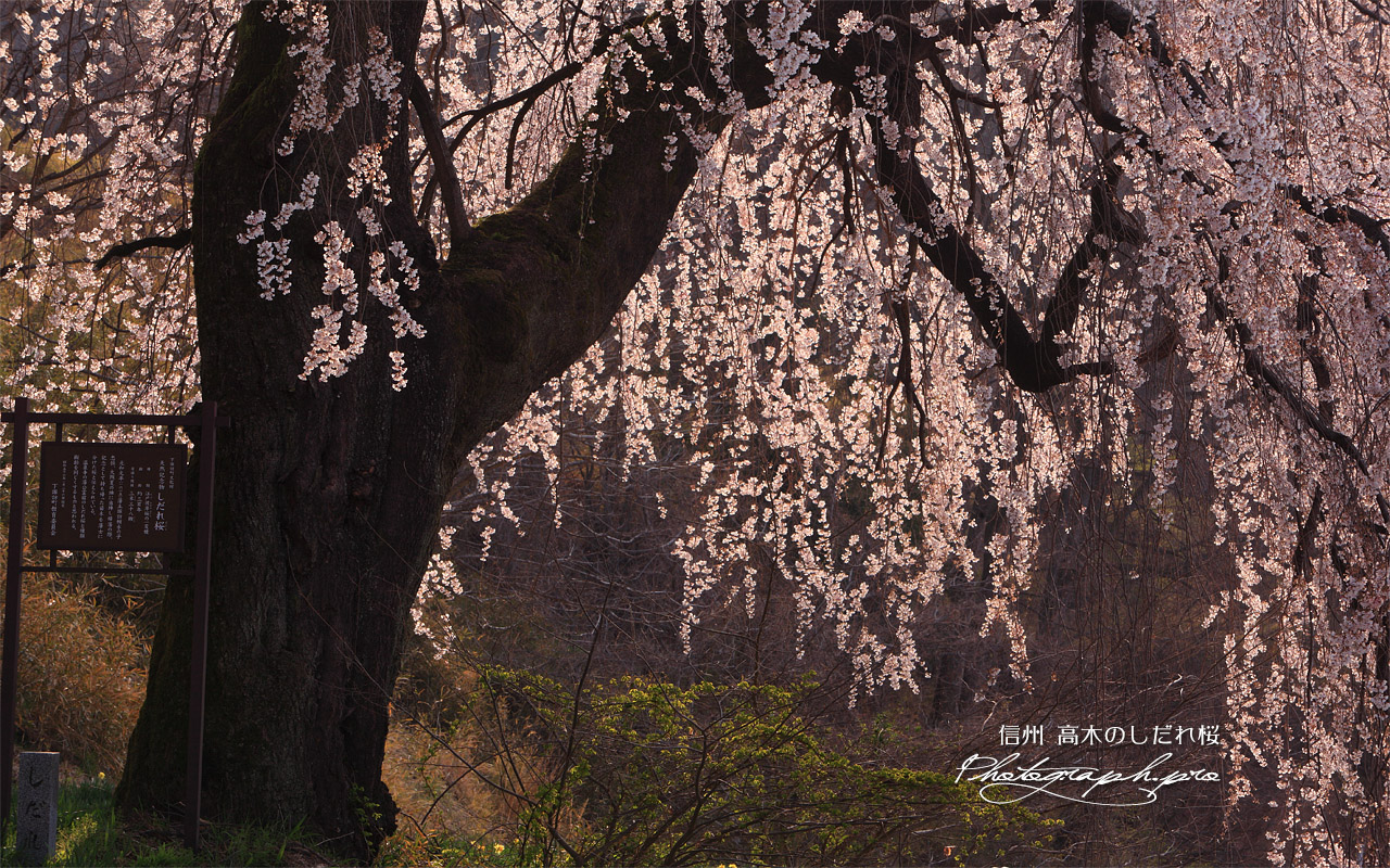 士族墓地のしだれ桜 壁紙