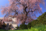 小坂中村地籍のしだれ桜
