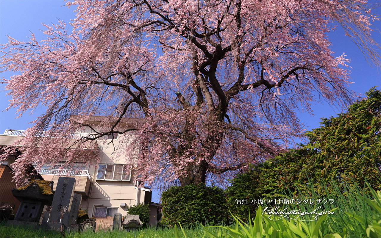 小坂中村地籍のしだれ桜 壁紙
