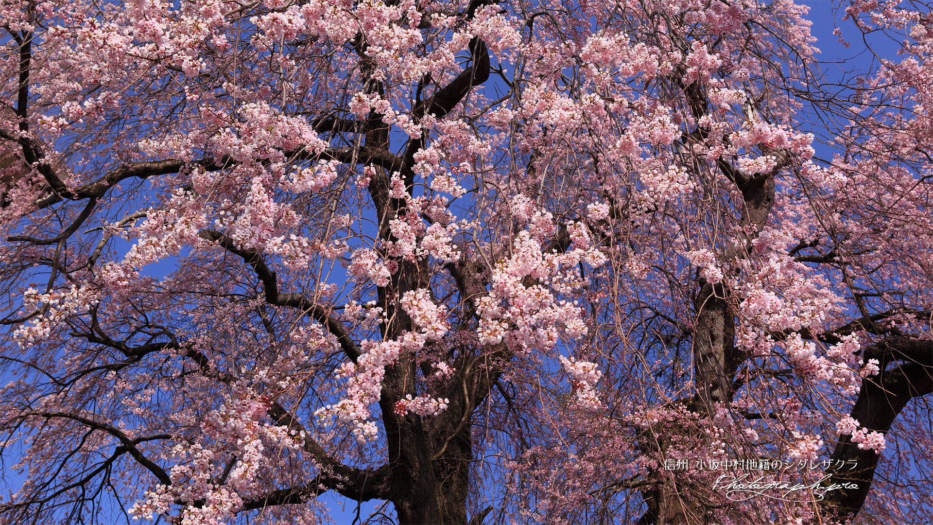 小坂中村地籍の枝垂桜