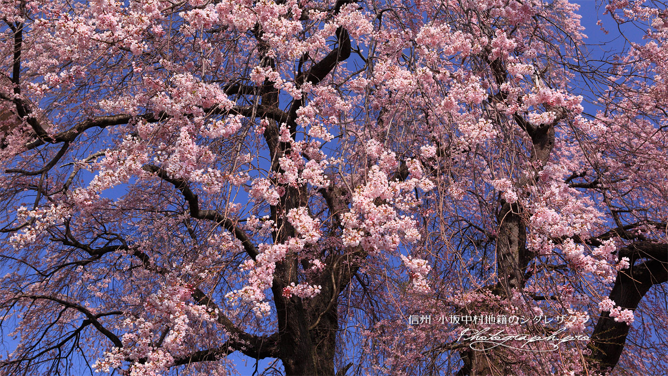 小坂中村地籍の枝垂桜 壁紙