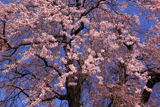小坂中村地籍の枝垂桜