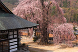 昌福寺のシダレザクラの大樹