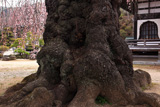 昌福寺のシダレザクラの大樹