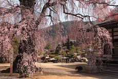 昌福寺のシダレザクラの大樹