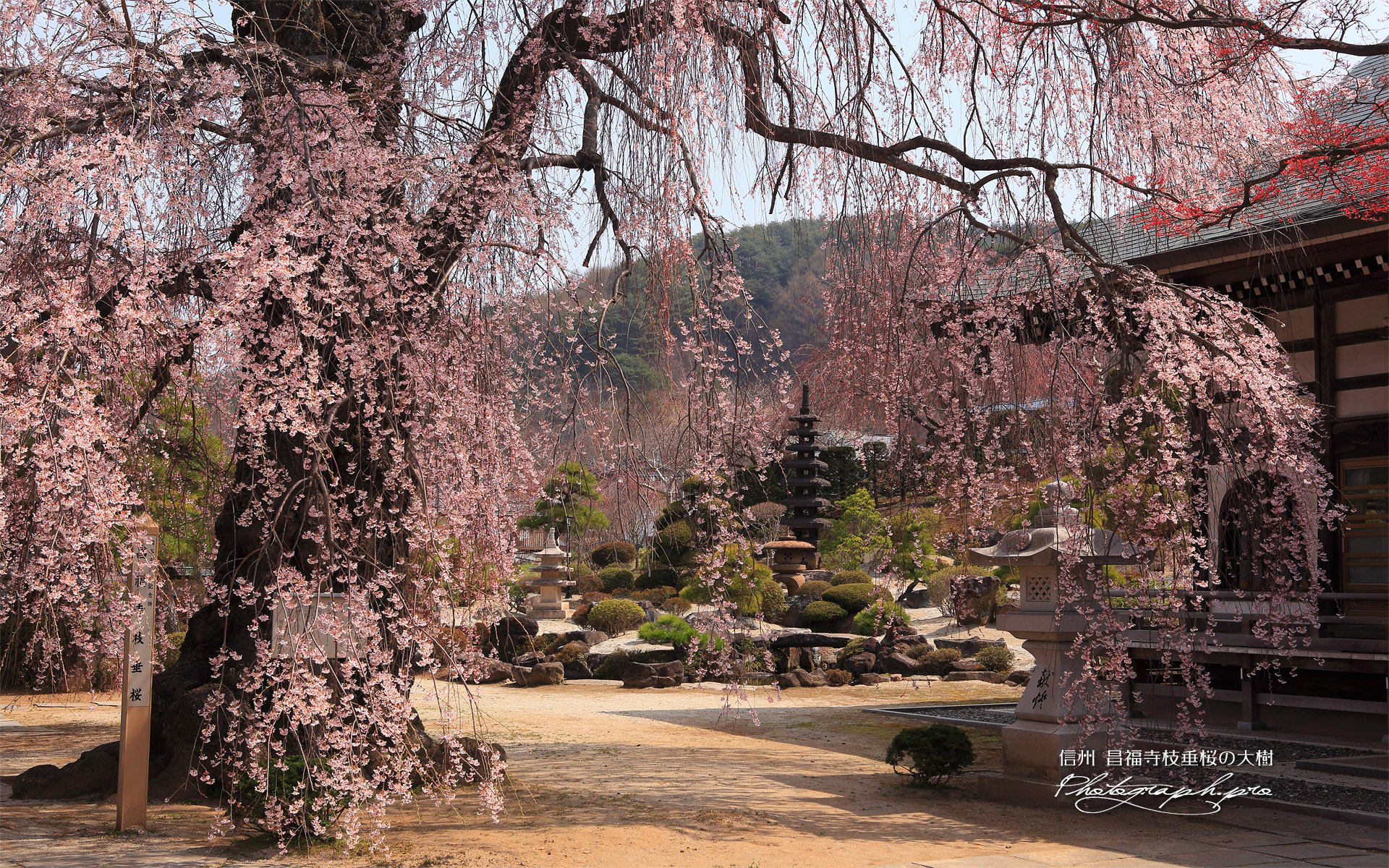 昌福寺のシダレザクラの大樹