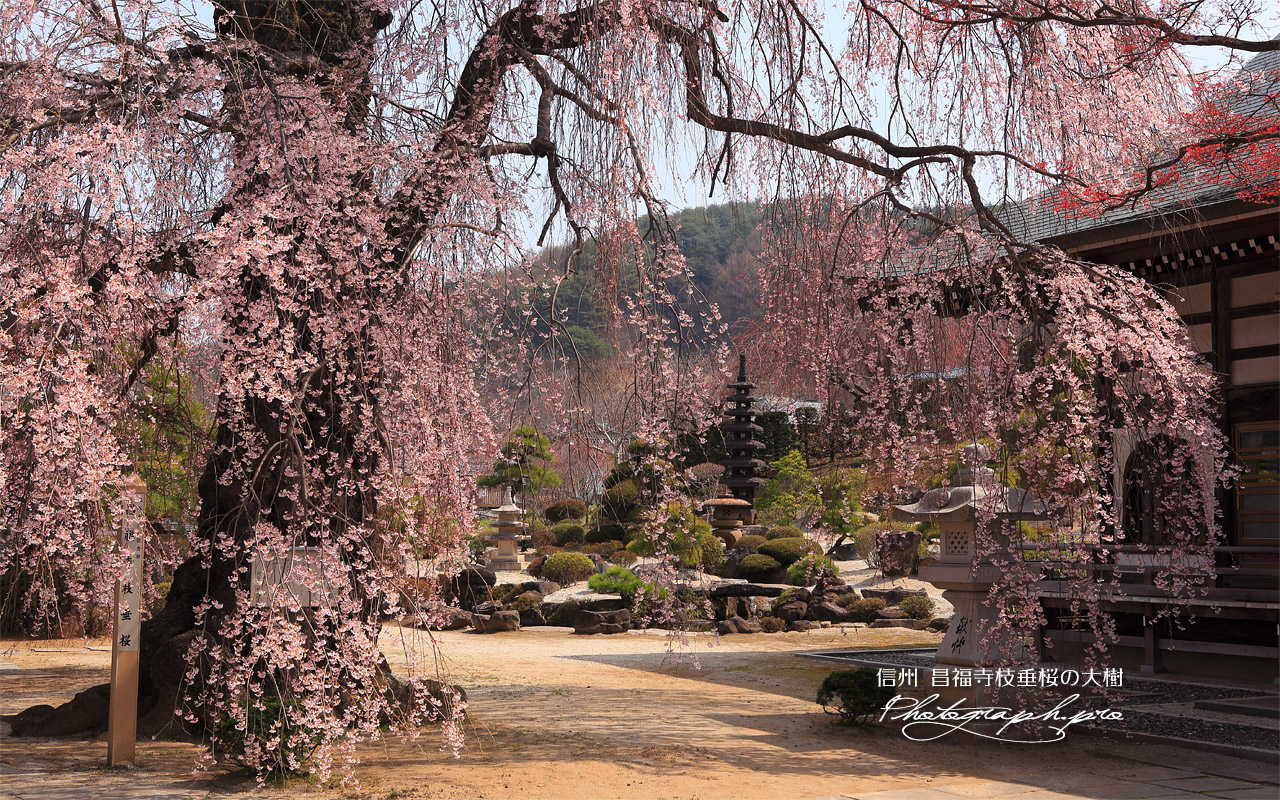昌福寺のシダレザクラの大樹 壁紙