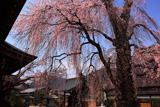 昌福寺のシダレザクラの大樹